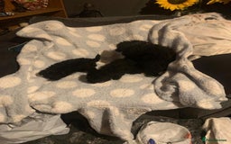 Miniature Poodle dogs for sale: Miniature poodles  - Advert 5