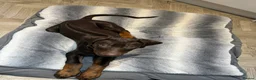 Rhodesian Ridgeback dogs for sale: KC REGISTERED Rhodesian ridgeback 9month old  - Advert 5