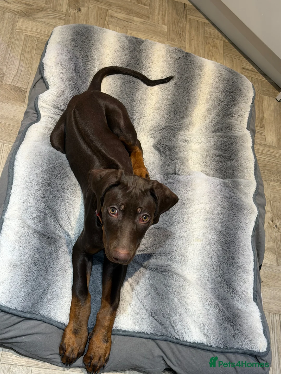 Rhodesian Ridgeback dogs for sale: KC REGISTERED Rhodesian ridgeback 9month old  - Advert 5