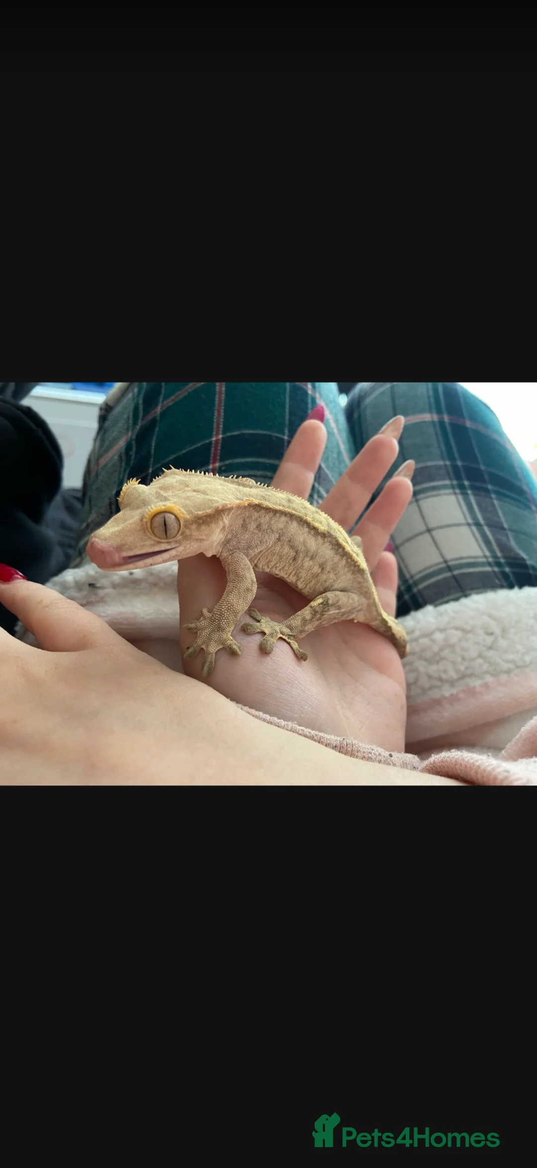 Gecko reptiles for sale: Crested Gecko, female  in Warrington - Advert 4