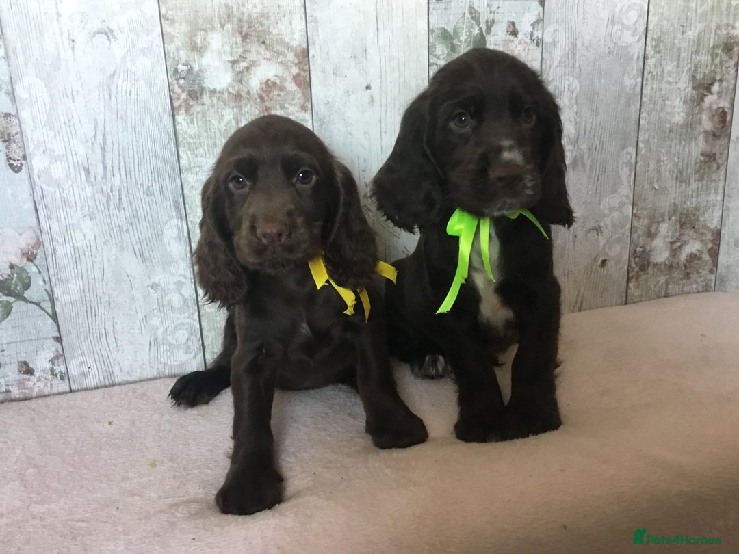 Cocker Spaniel dogs for sale: Well socialised Pedigree Cocker pups - Image 4