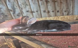 Rex rabbits for sale: 10 week old baby rex rabbits - Image 4