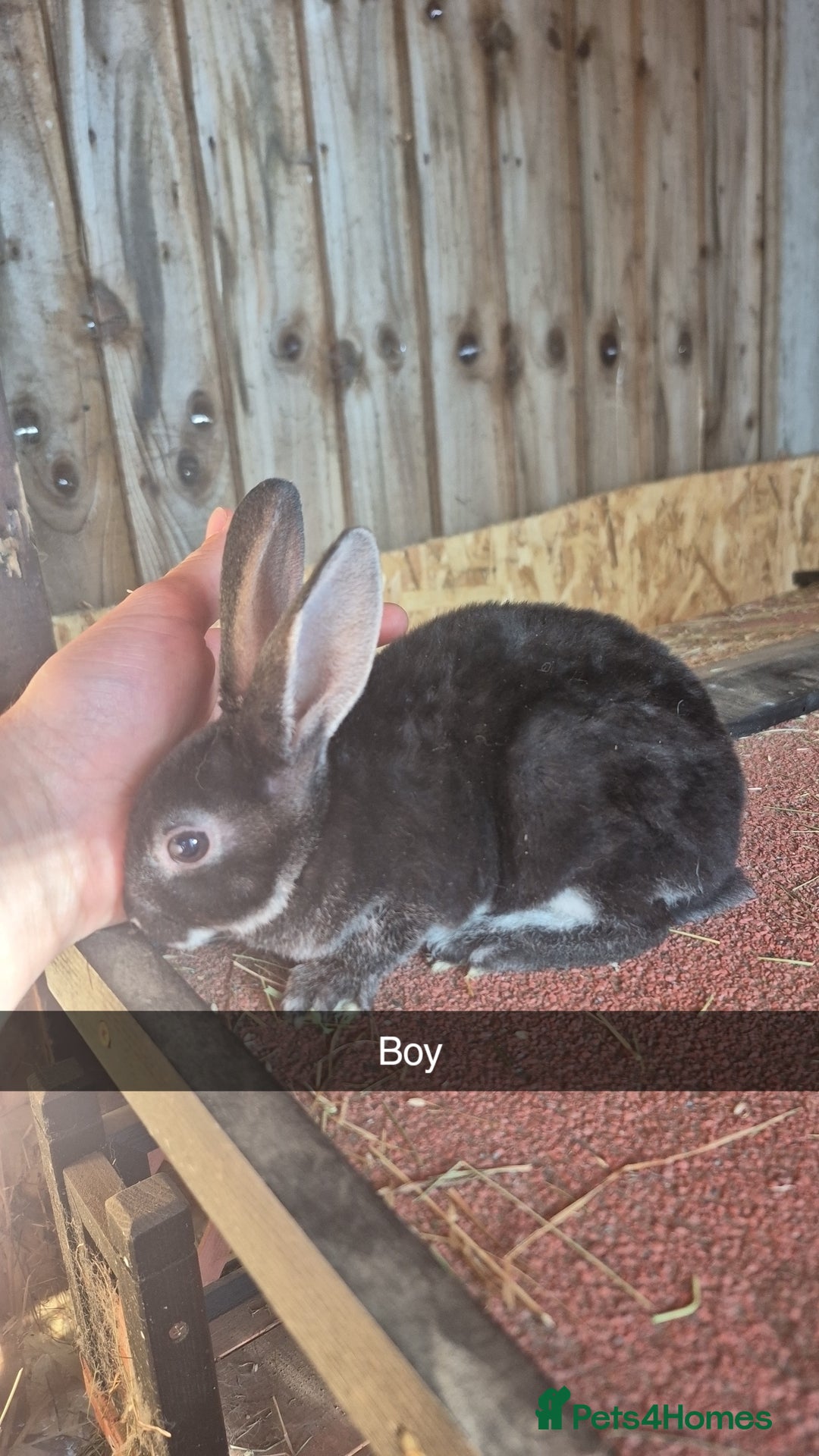 Rex rabbits for sale: 10 week old baby rex rabbits - Image 4