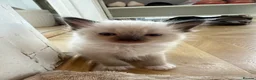 Ragdoll cats for sale: Beautiful Ragdoll kittens! in Fareham - Advert 28