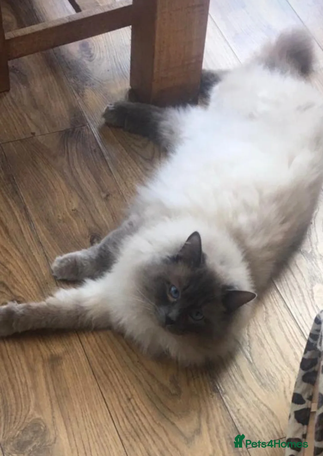 Ragdoll cats for stud: LARGE PROVEN STUD (blue point) RAGDOLL in Brighouse - Advert 3
