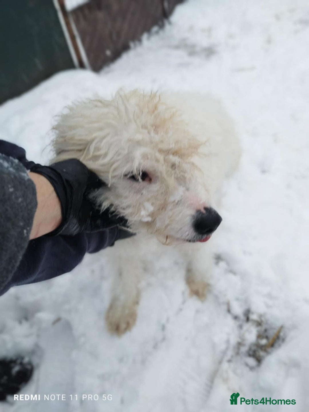 Mixed Breed dogs for adoption: 🤍 Luca 🤍 - a Lovely young Boy for a Loving Home - Advert 6