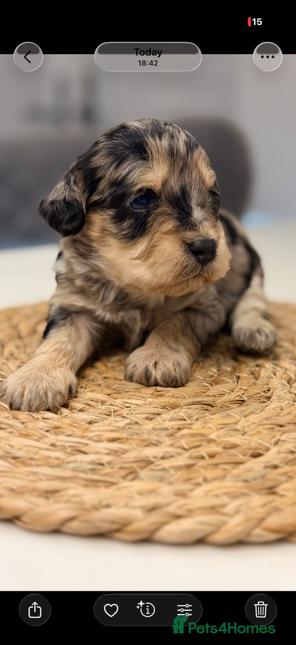 Cockapoo dogs F1 type merle Cockerpoo - Advert 6