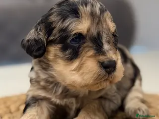 Cockapoo dogs F1 type merle Cockerpoo - Advert 6