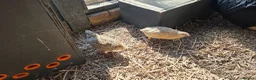 Quail poultry for sale: Quails and hens & males  - Advert 6