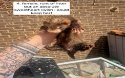 Ferret rodents for sale: Ferret kits - Image 7