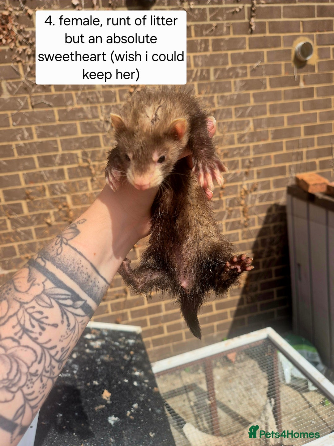 Ferret rodents for sale: Ferret kits - Image 7