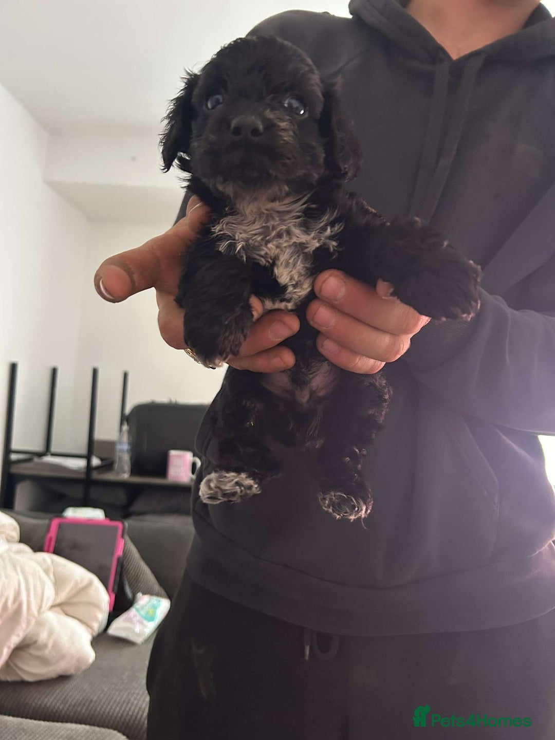 Cocker Spaniel dogs for sale: Cocker spaniel 2 male  - Image 7