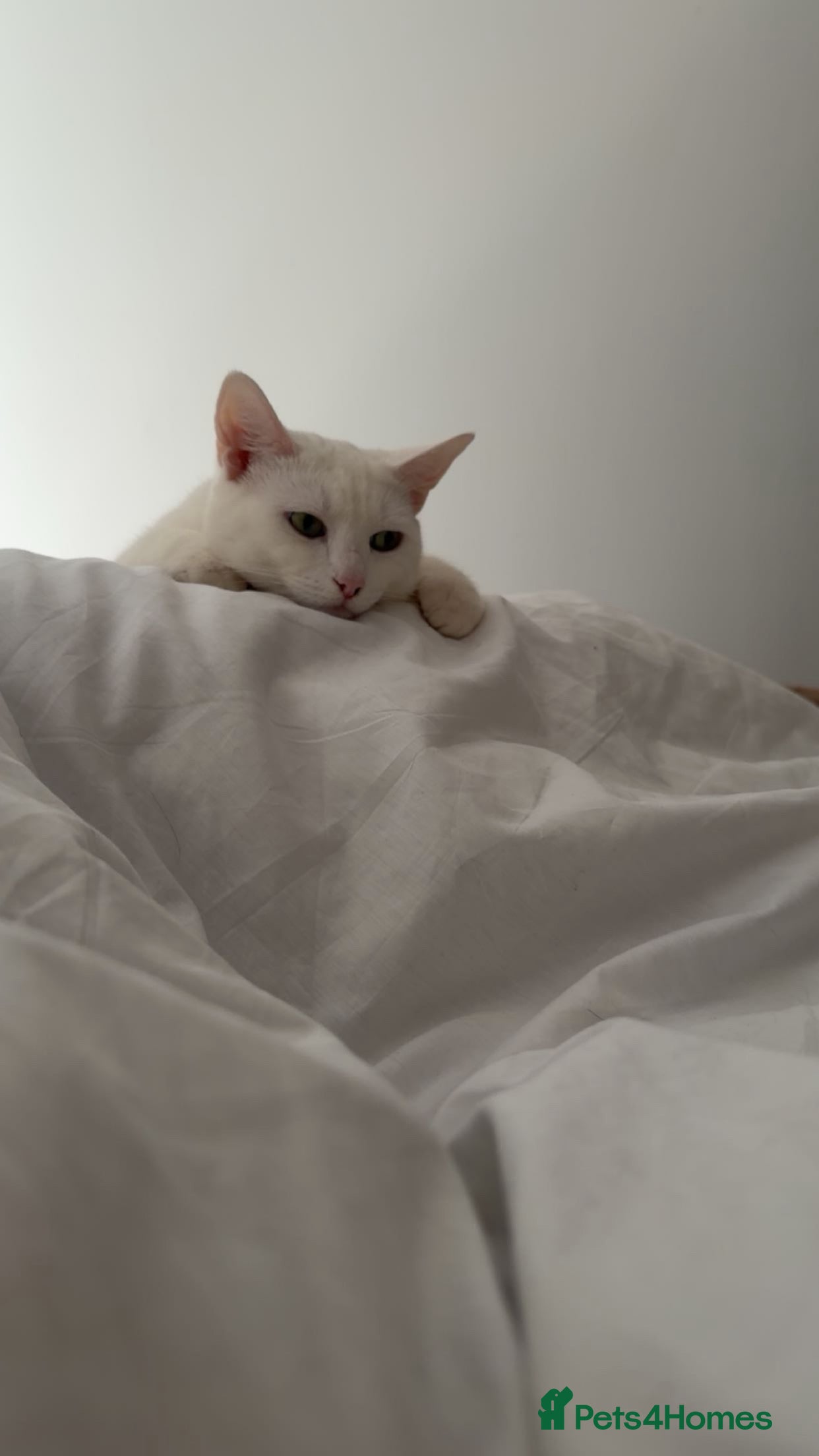 Domestic Shorthair cats Beautiful Friendly Spayed Female Cat 2 Years Old - Advert 5