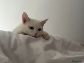 Domestic Shorthair cats Beautiful Friendly Spayed Female Cat 2 Years Old - Advert 5