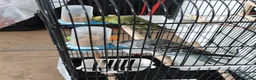 Budgerigars birds for sale: 3 Exhibition Budgies with cage & Accessories - Advert 3