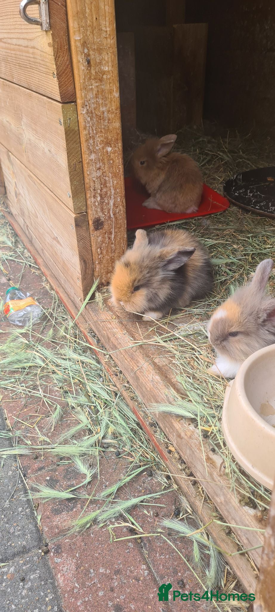 Mini Lion Lop rabbits   9 Mini Lion x lops - Advert 9