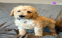 Labradoodle dogs for sale:  Standard Labradoodle puppies  - Image 11