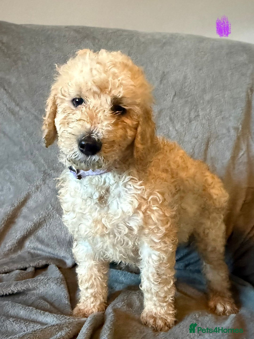 Labradoodle dogs for sale:  Standard Labradoodle puppies  - Image 11