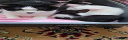 Mixed Breed cats for sale: Aliev - Advert 4