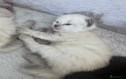 Siberian cats for sale: Full Siberian Litter. Quick sales before holiday - Image 24