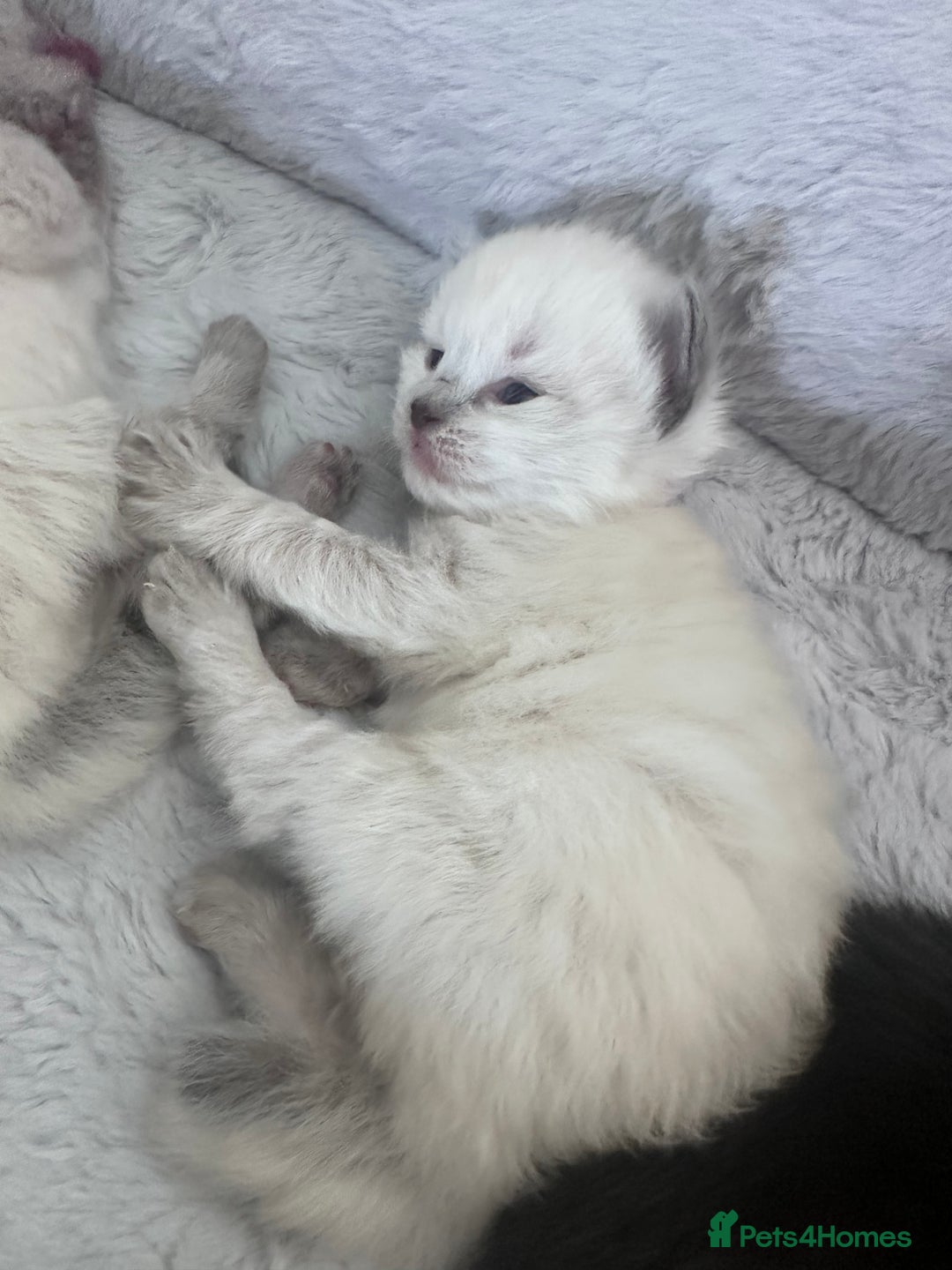 Siberian cats for sale: Full Siberian Litter. Quick sales before holiday - Image 24