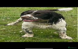 English Springer Spaniel dogs for sale: Stunning kc reg dna tested  - Image 18