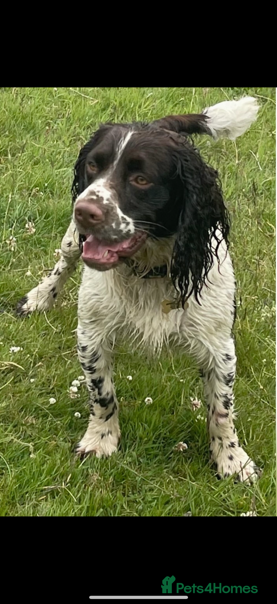 English Springer Spaniel dogs for sale: Stunning kc reg dna tested  - Image 18