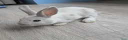 Mixed Breed rabbits for sale: Beautiful baby bunnies for sale. Chinchilla cross - Advert 11