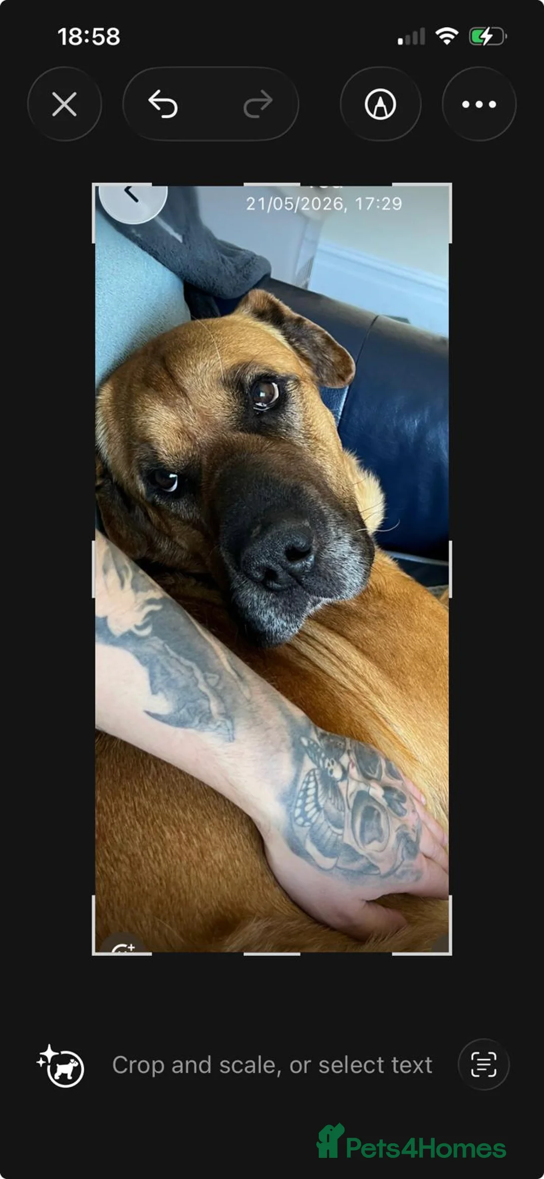 Mixed Breed dogs for adoption: A loving home for wonderful Koby 🌷 🌷  - Advert 6