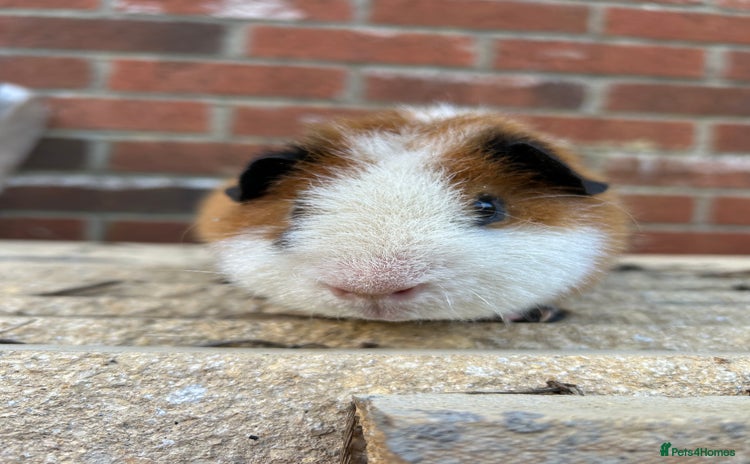 Guinea Pig rodents - Advert 3