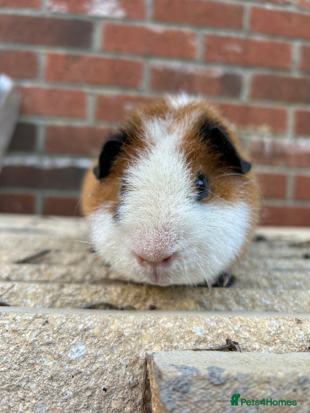 Guinea Pig rodents for sale: Teddy boar orange and white - Image 1