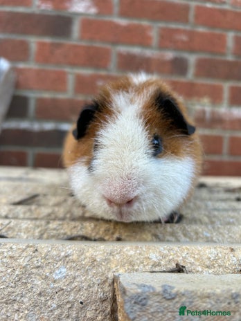 Guinea Pig rodents - Advert 12