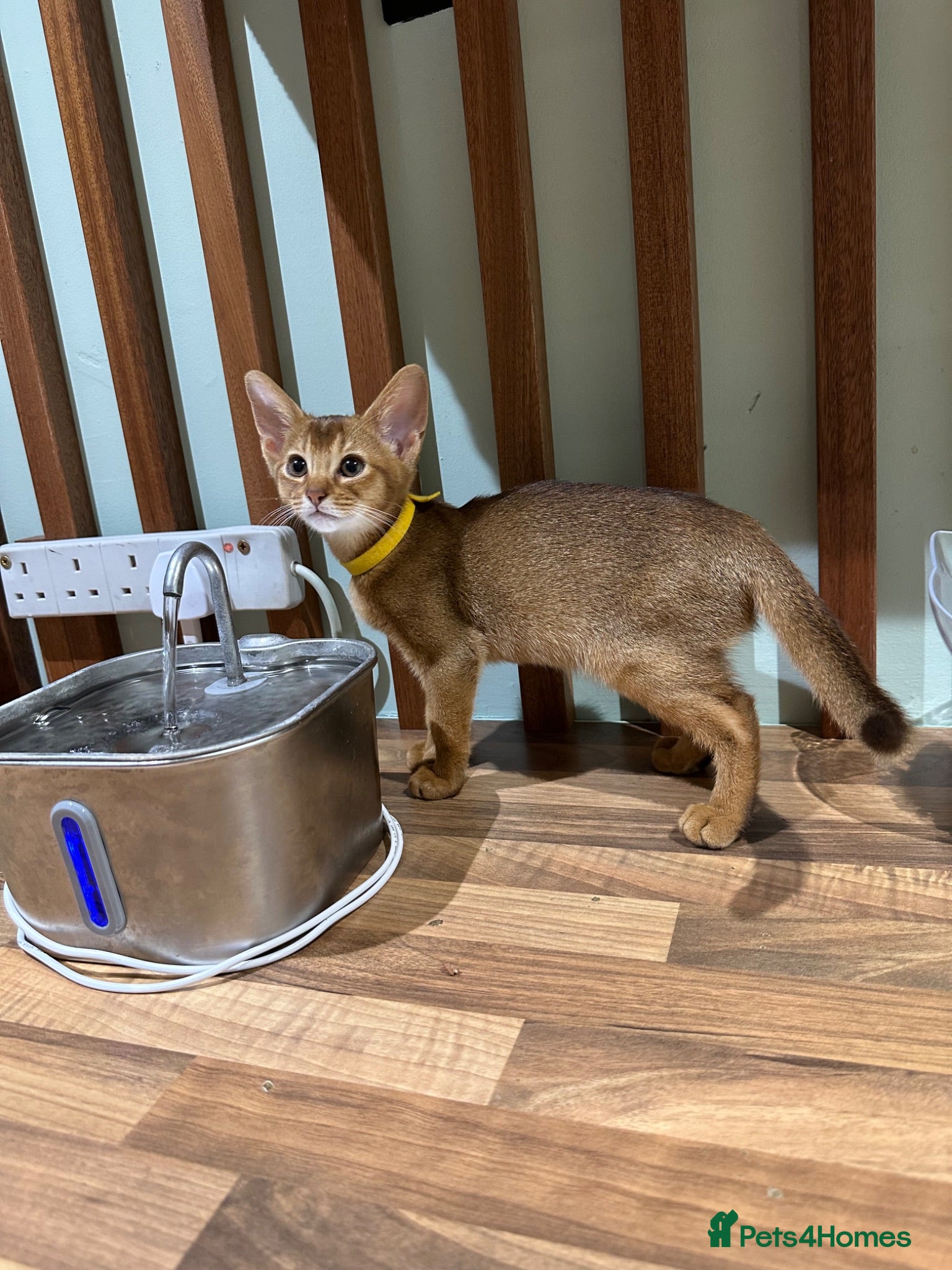 Abyssinian cats Abyssinian kittens 🌟😻🌟 - Advert 12