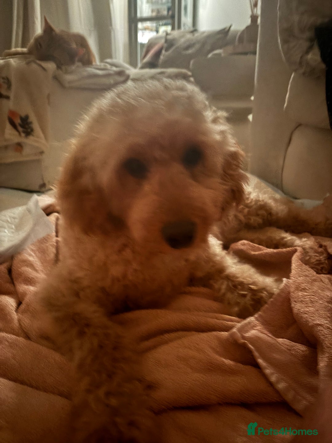 Labradoodle dogs for sale: Gorgeous red fox labradoodle  - Advert 10