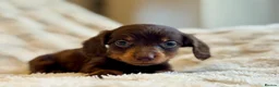 Miniature Dachshund dogs for sale: Long haired dachshund puppies  - Advert 19