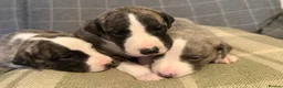 Whippet dogs for sale: KC registered brindle Whippets  in Ormskirk - Advert 6