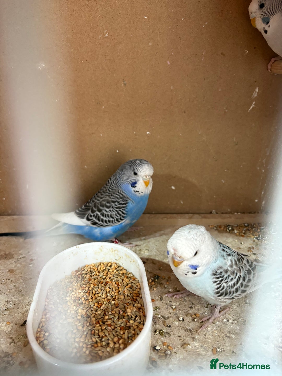 Budgerigars birds for sale: Beautiful baby Budgies - Image 3