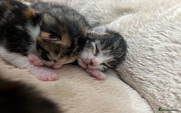 Bengal cats for sale: Rare Bengal Breed In White and Grey Ginger - Image 13