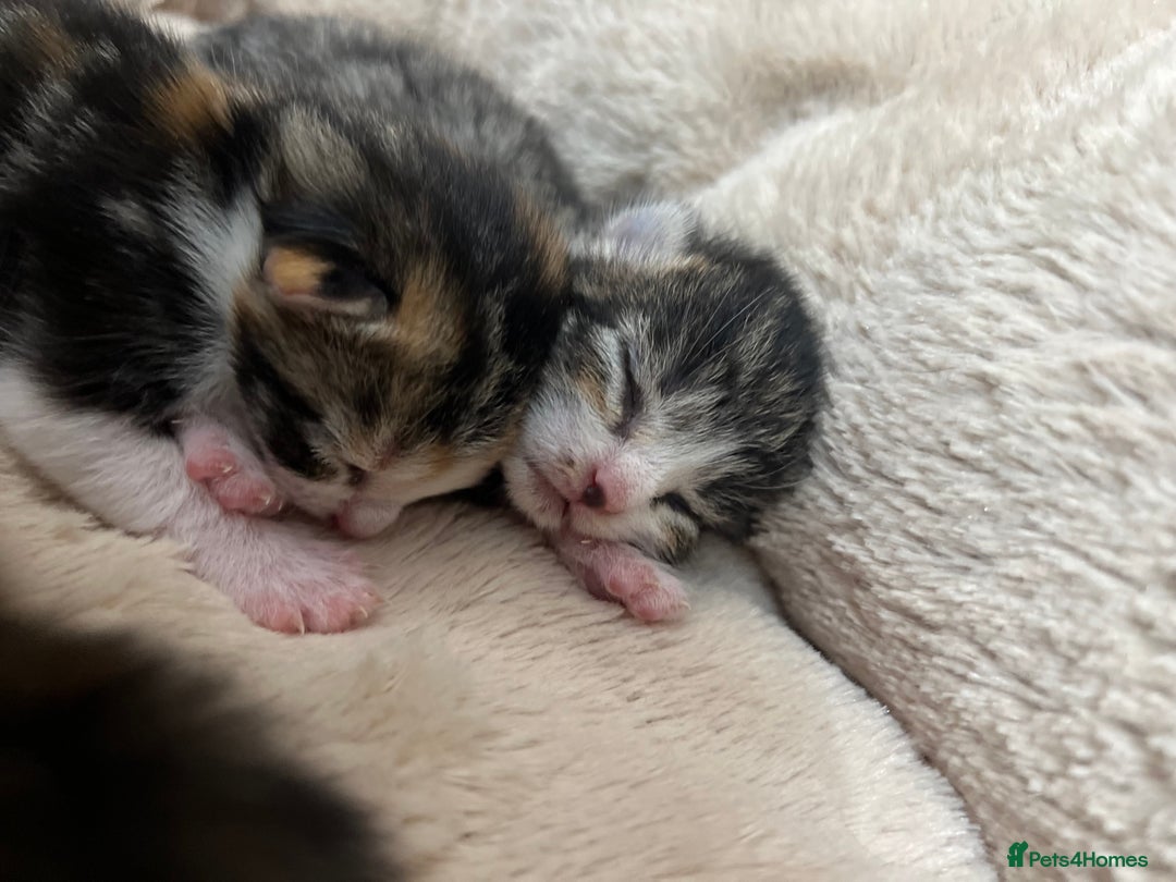Bengal cats for sale: Rare Bengal Breed In White and Grey Ginger - Image 13