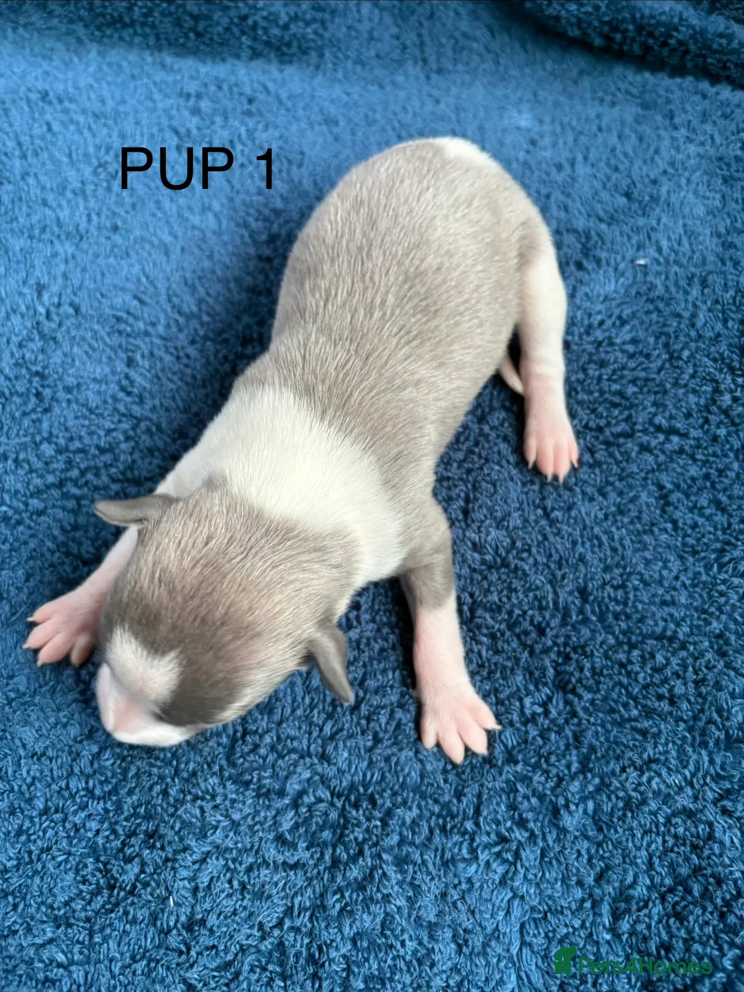Whippet dogs for sale: 💕⭐️KC WHIPPET PUPS⭐️ 💕 - Advert 10