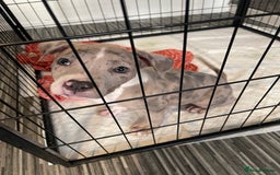 American Bully dogs for sale: Standard bully puppies ready to go - Image 6