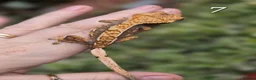 Gecko reptiles for sale: Various crested geckos - Advert 13