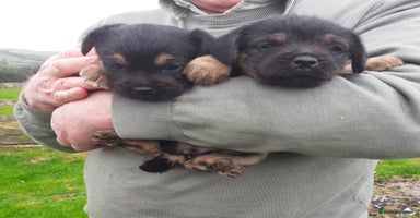 Border Terrier dogs - Advert 12