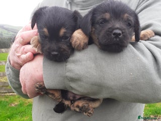 Border Terrier dogs - Advert 1