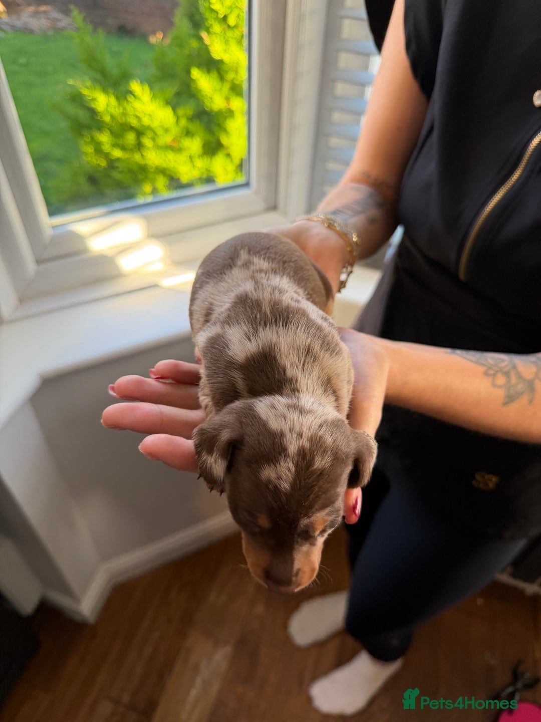 Miniature Dachshund dogs for sale: KC reg Miniature Dachshunds available 24thDecember - Advert 10