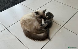 Ragdoll cats for sale: Boy Kitten, ragdoll cross - Image 9