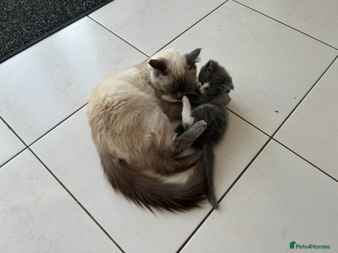 Ragdoll cats for sale: Boy Kitten, ragdoll cross - Image 9