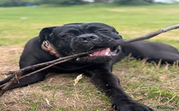 Cane Corso dogs for sale: Cane corso 18 months boy looking for a new home - Image 4