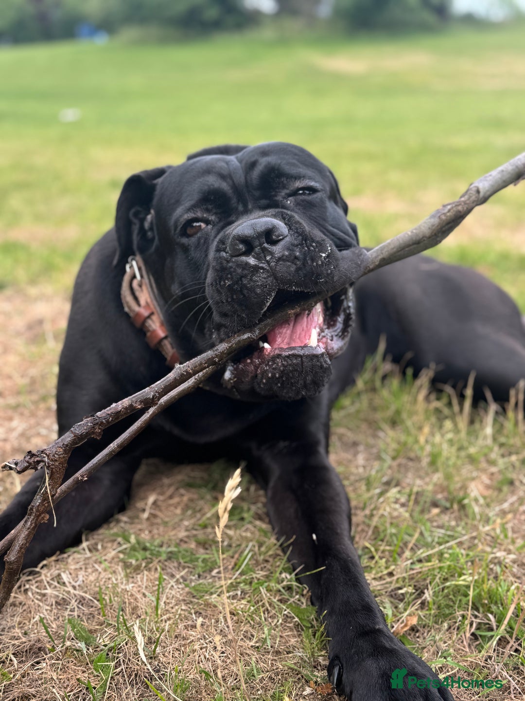 Cane Corso dogs for sale: Cane corso 18 months boy looking for a new home - Image 4