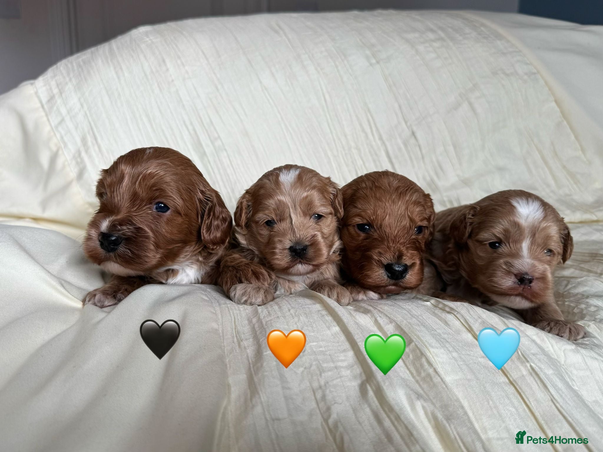 Cavapoo dogs Stunning F2 Cavapoo puppies 🩵🧡💚🖤 - Advert 2